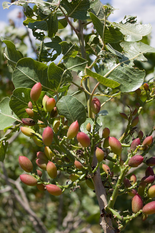 albero-di-pistacchio