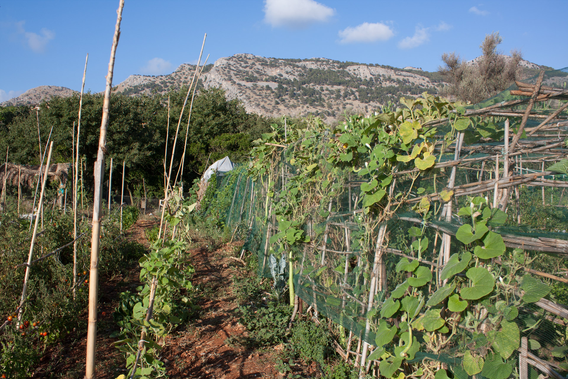 gli-appezzamenti-coltivati-al-codifas