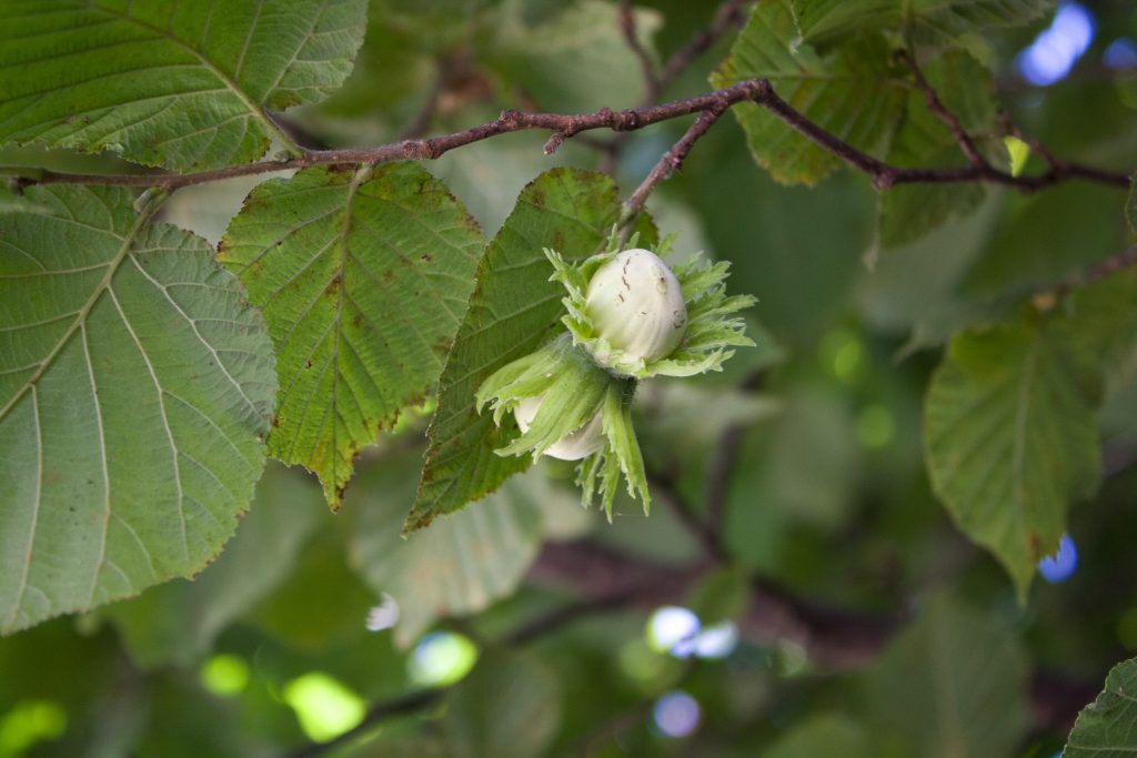 nocciole-tortorici