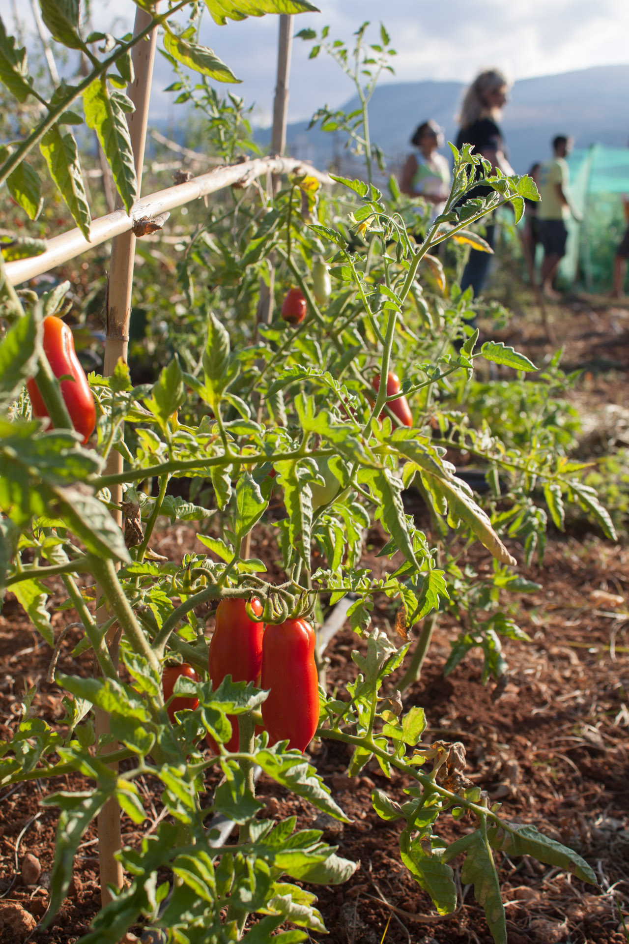 piantine-di-pomodoro-codifas