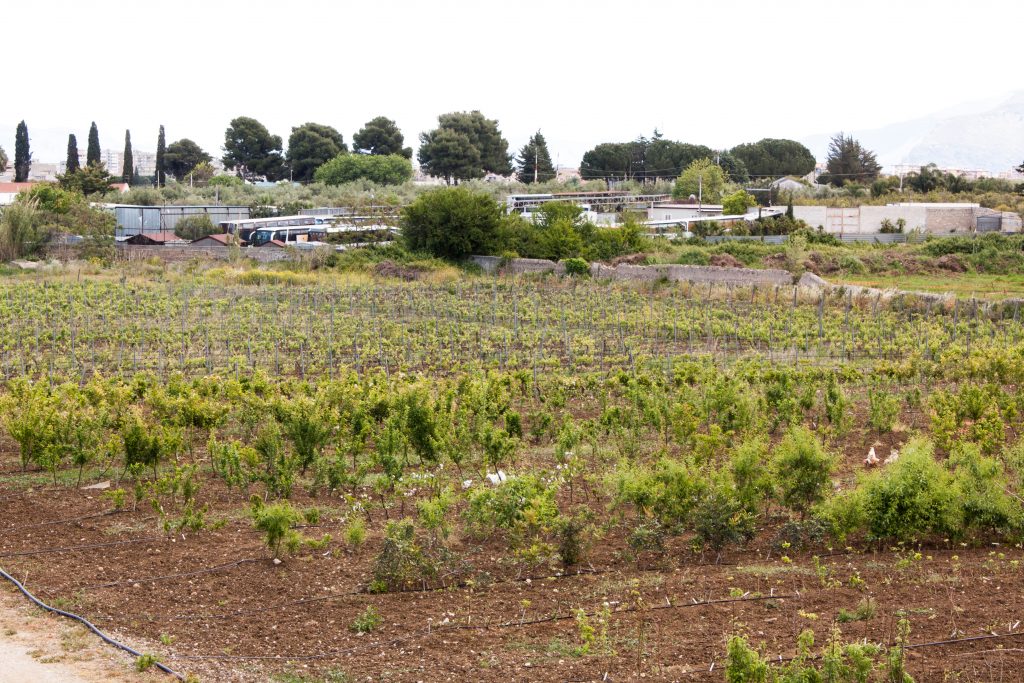 Campi del vivaio Paulsen - alberi da frutto e viti