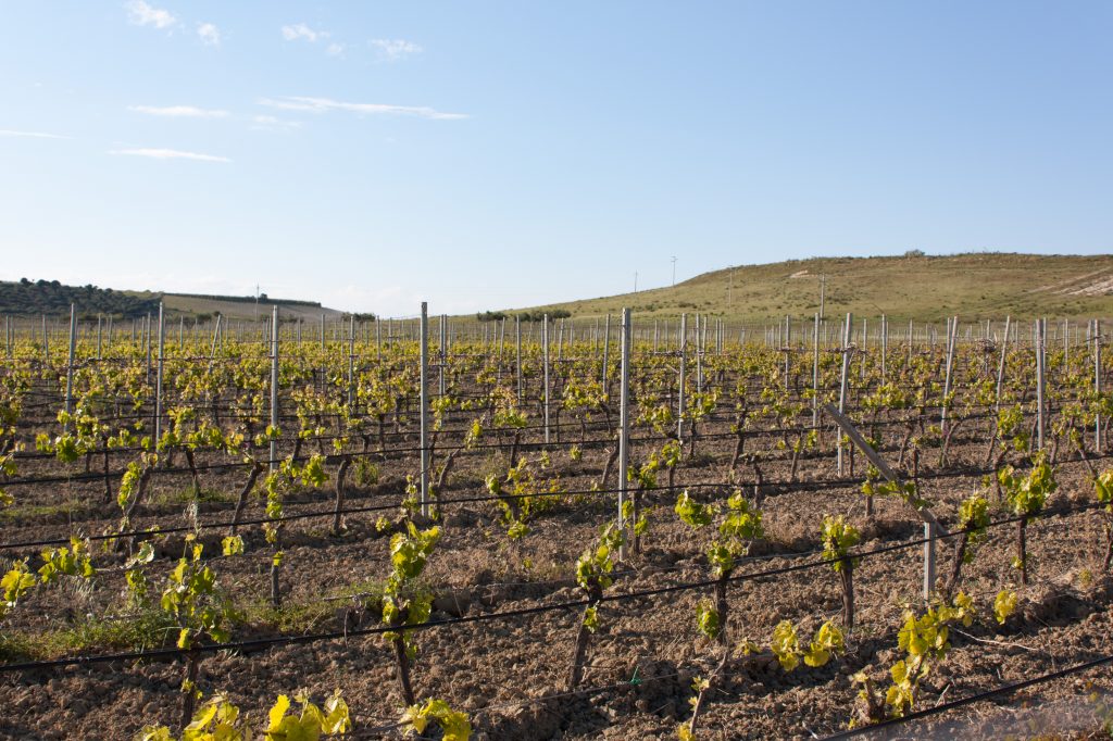 I campi sperimentali di Marsala