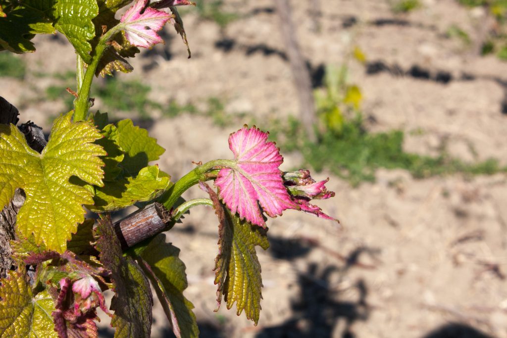 Esempi di vite coltivata a Marsala