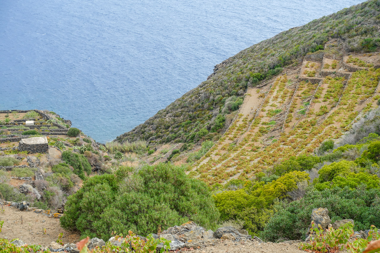 terrazzamenti e vigne che guardano il mare